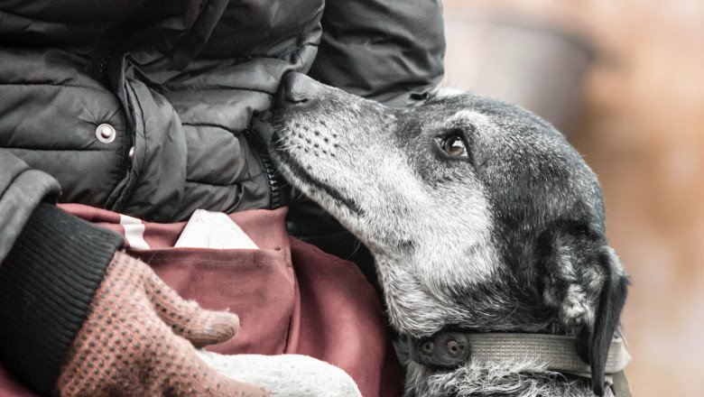 vrancea:-peste-73-de-caini-din-adapostul-de-la-suraia-au-fost-relocati