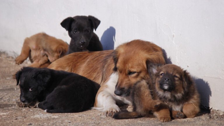 preventie,-sterilizare-si-microcipare:-ansvsa-pregateste-o-strategie-nationala-pentru-gestionarea-cainilor-fara-stapan