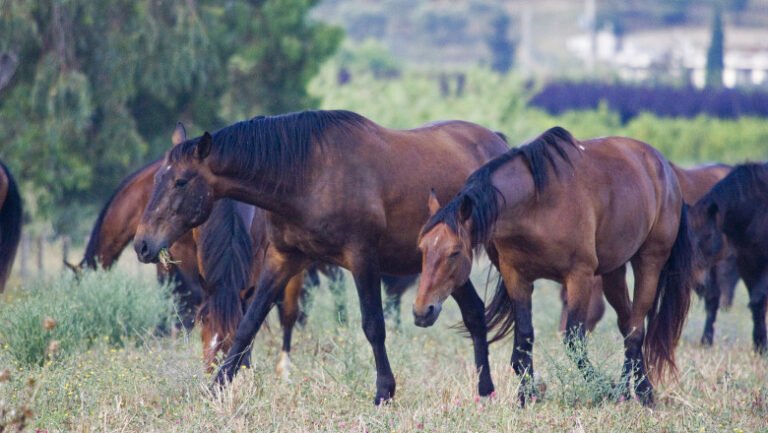 italia-ar-putea-interzice-consumul-de-carne-de-cal,-traditional-in-unele-zone:-„suntem-in-secolul-xxi.-prietenii-nu-trebuie-mancati”