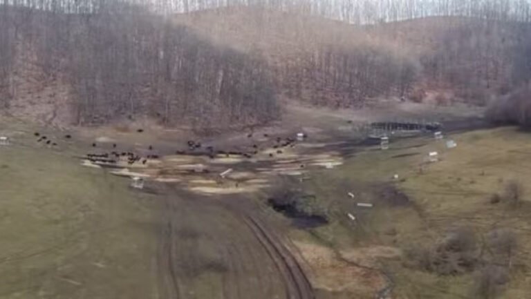 anuntul-prefecturii-cluj-despre-sutele-de-bizoni-si-cerbi-morti-de-la-exploatatia-recea-cristur:-sunt-si-animale-vii,-neingrijite