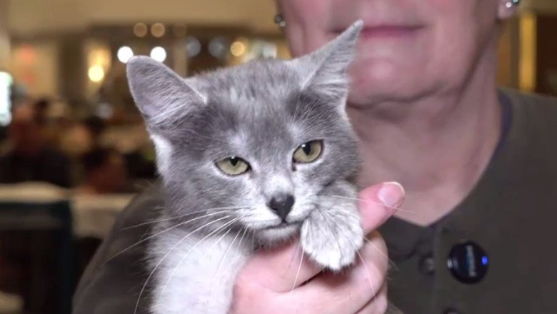 „pisica-transilvana”,-prima-rasa-romaneasca-recunoscuta-si-omologata-international „pisica-transilvana”,-prima-rasa-romaneasca-recunoscuta-si-omologata-international