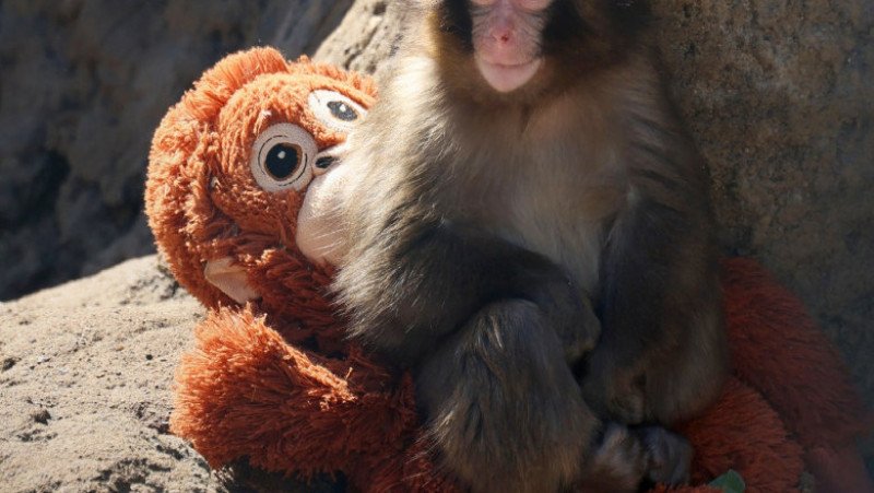 tragedia-maimutei-punch:-de-ce-isi-abandoneaza-animalele-puii? tragedia-maimutei-punch:-de-ce-isi-abandoneaza-animalele-puii?