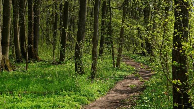 peste-2500-de-hectare-de-padure-din-covasna-au-revenit-in-proprietatea-statului.-decizia-instantei-este-definitiva