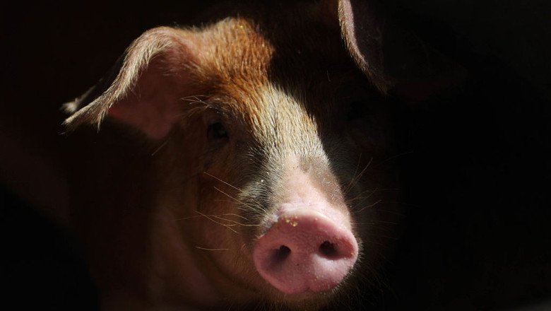 spania-alerteaza-oms:-virusul-gripei-porcine-ar-putea-sa-se-transmita-intre-oameni spania-alerteaza-oms:-virusul-gripei-porcine-ar-putea-sa-se-transmita-intre-oameni