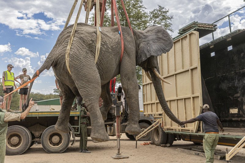 PICKING UP AN ELEPHANT FOR RELOCATION