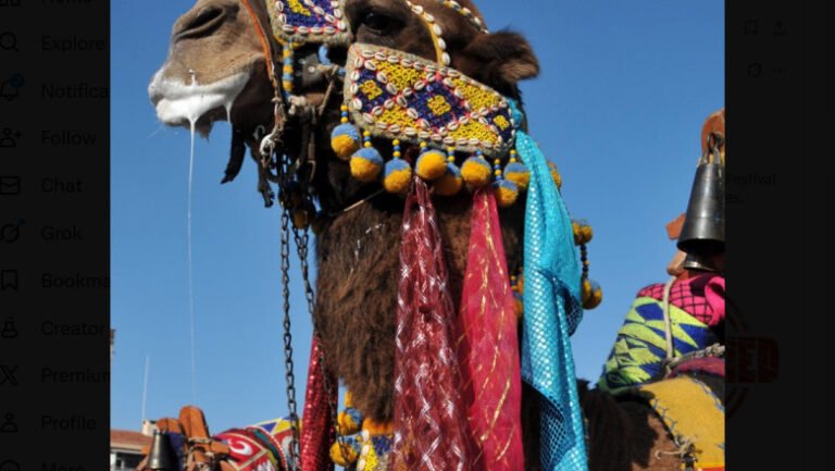 20-de-camile-au-fost-descalificate-de-la-un-concurs-de-frumusete-din-cauza-botoxului-si-a-operatiilor-estetice