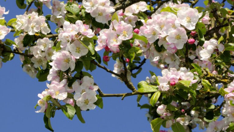 meteorologii-anunta-vreme-calda-pana-la-inceputul-lunii-aprilie.-estimari-anm-pentru-urmatoarele-patru-saptamani