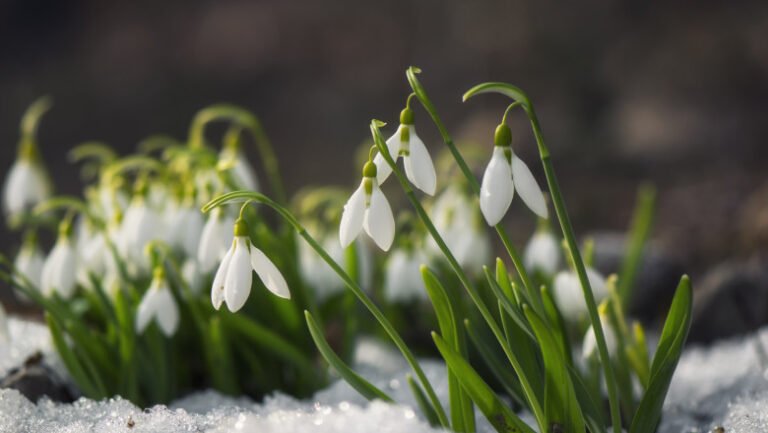 meteorologii-nu-exclud-un-nou-episod-de-iarna-in-luna-martie.-„va-fi-de-scurta-durata”