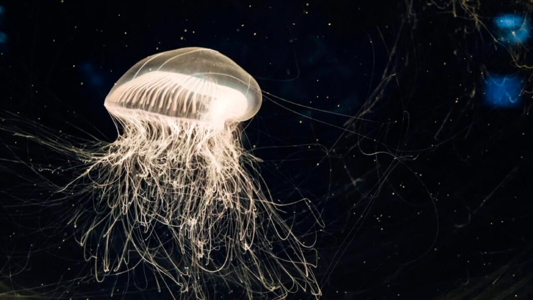 nasa-a-trimis-2500-de-meduze-in-spatiu:-s-au-intors-60.000,-dar-ceva-nu-era-in-regula