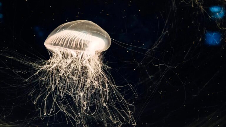 nasa-a-trimis-2500-de-meduze-in-spatiu:-s-au-intors-60.000,-dar-ceva-nu-era-in-regula