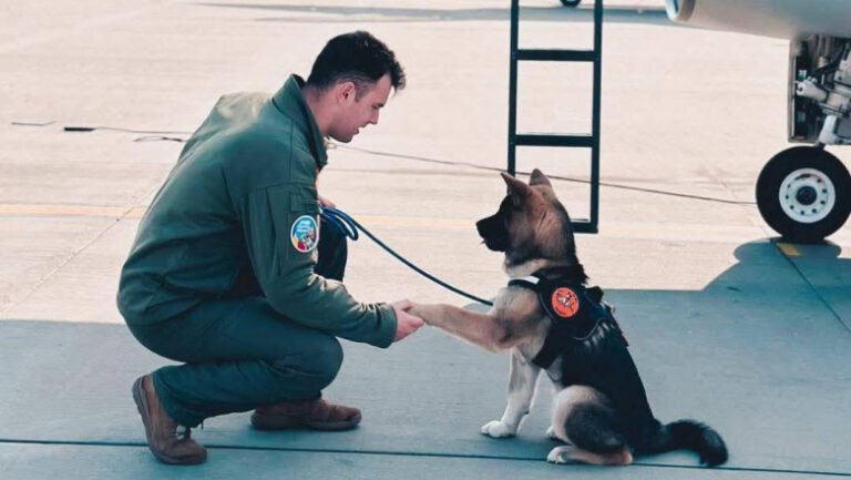 un-capitan-din-fortele-aeriene-romane-a-murit-dupa-ce-a-incercat-sa-salveze-un-caine-cazut-intr-un-bazin-cu-apa