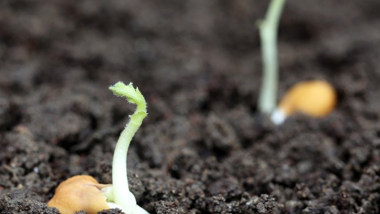 cum-vor-supravietui-astronautii-pe-luna:-cercetatorii-americani-au-reusit-sa-cultive-naut-in-„sol-selenar” cum-vor-supravietui-astronautii-pe-luna:-cercetatorii-americani-au-reusit-sa-cultive-naut-in-„sol-selenar”