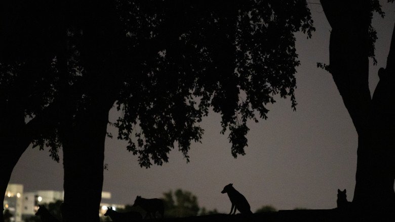 alerta-intr-un-mare-oras-din-vestul-tarii:-sacalii-seamana-teroare-zi-si-noapte.-localnicii-sunt-revoltati:-„nu-mi-se-pare-normal” alerta-intr-un-mare-oras-din-vestul-tarii:-sacalii-seamana-teroare-zi-si-noapte.-localnicii-sunt-revoltati:-„nu-mi-se-pare-normal”