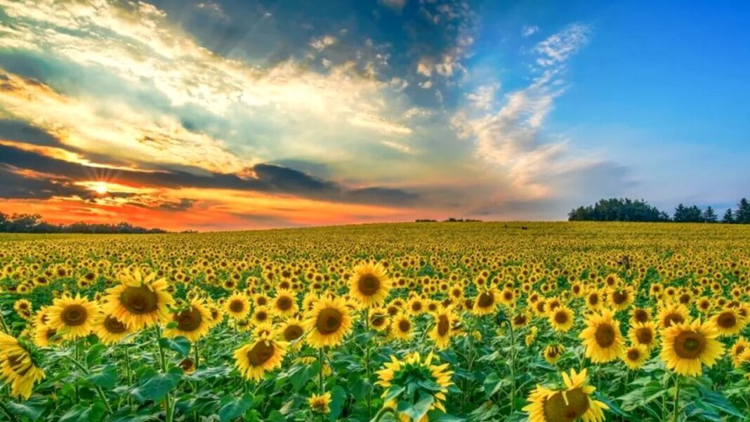 cinci-sau-sase-nave-cu-seminte-de-floarea-soarelui-din-argentina-schimba-tot-ce-stiam-(sau-credeam)-despre-mercosur