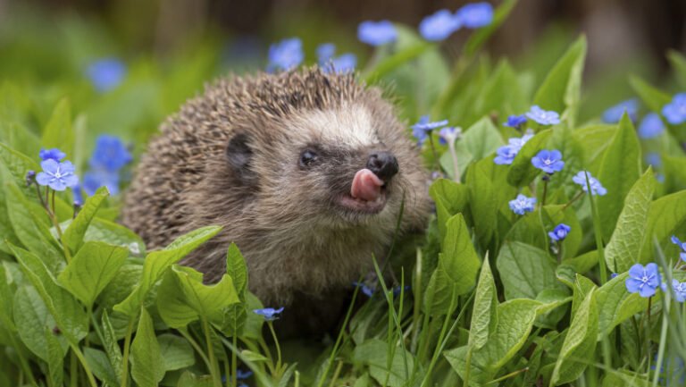 rezultate-surprinzatoare-dupa-ce-oamenii-de-stiinta-au-masurat-auzul-ariciului-european