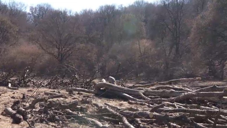 hectare-intregi-din-padurea-hoia-baciu-de-langa-cluj-napoca,-taiate-„la-ras”,-peste-ce-prevede-legea