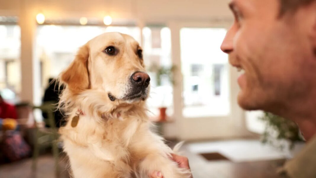 limbajul-cainilor.-ce-tradeaza-coada,-urechile-si-privirea-catelului-tau limbajul-cainilor.-ce-tradeaza-coada,-urechile-si-privirea-catelului-tau