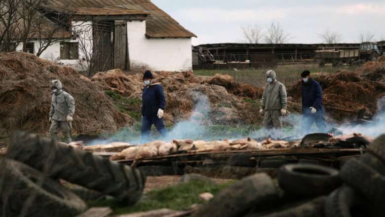 ce-se-mai-intampla-in-rusia:-statul-omoara-animalele-fermierilor-din-cauza-unei-boli-misterioase-pe-care-refuza-sa-o-numeasca ce-se-mai-intampla-in-rusia:-statul-omoara-animalele-fermierilor-din-cauza-unei-boli-misterioase-pe-care-refuza-sa-o-numeasca