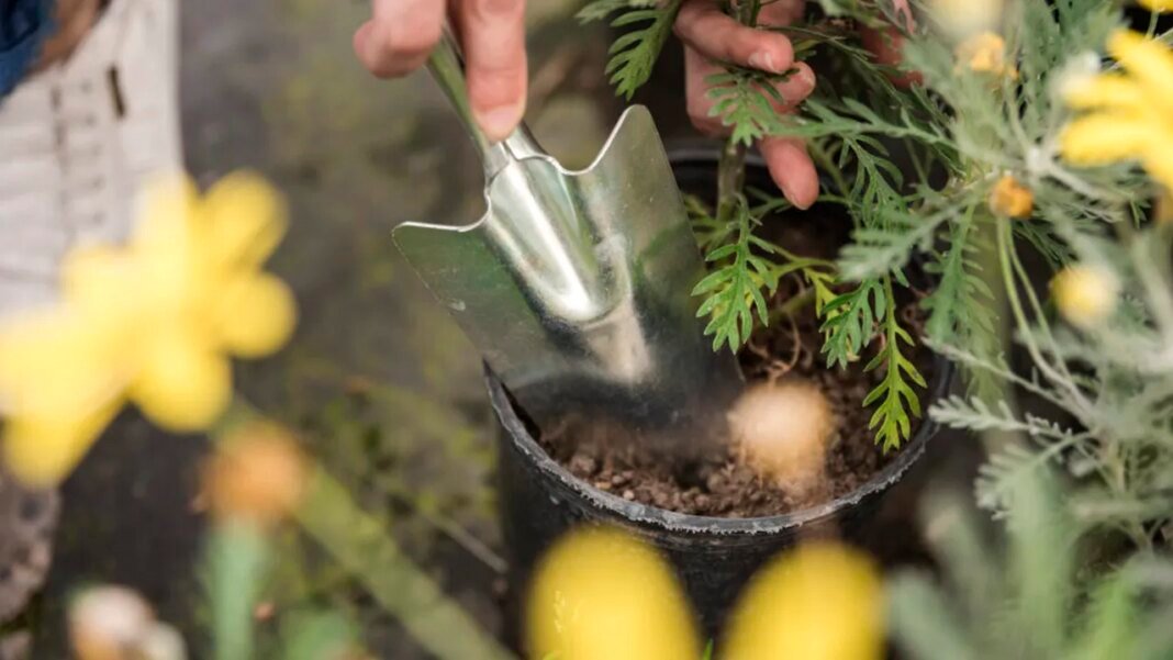 frunze-ingalbenite-si-flori-putine-la-plante?-un-expert-spune-ce-nutrienti-lipsesc-primavara