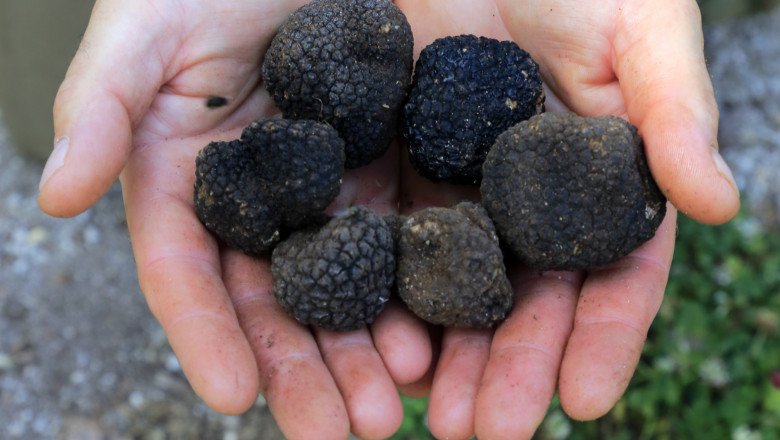 garda-de-mediu-a-dat-amenzi-de-aproape-1,8-milioane-de-lei-dupa-controale-in-toata-tara-la-comerciantii-de-trufe-si-fructe-de-padure garda-de-mediu-a-dat-amenzi-de-aproape-1,8-milioane-de-lei-dupa-controale-in-toata-tara-la-comerciantii-de-trufe-si-fructe-de-padure