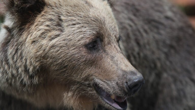 barbat-atac-de-urs-intr-o-padure-din-judetul-mures:-este-constient,-smurd-a-intervenit-cu-un-elicopter-si-l-a-dus-la-spital