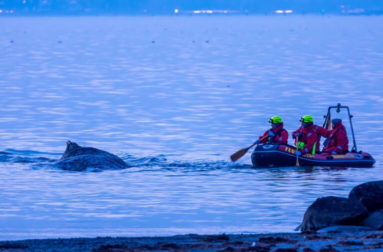 interventie-de-urgenta-pe-coasta-marii-baltice-pentru-salvarea-unei-balene-esuate,-in-nordul-germaniei