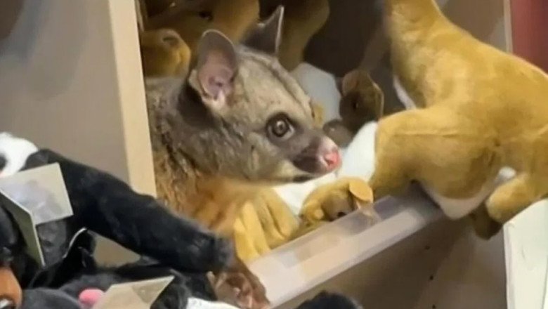 un-oposum-s-a-„deghizat”-in-jucarie-de-plus-intr-un-magazin-dintr-un-aeroport-si-a-starnit-amuzamentul-pasagerilor