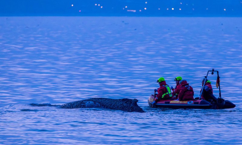 Whale stranded on the Baltic Sea coast - rescue underway