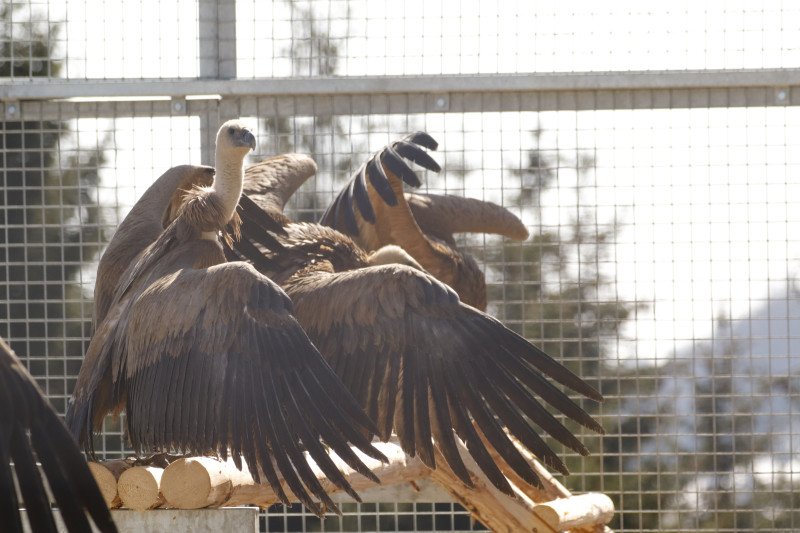 Vulturi suri (Gyps fulvus)