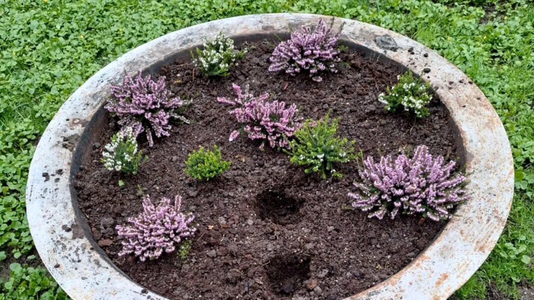 florile-din-parcul-chismigiu,-pazite-de-politisti-locali.-sute-de-flori-furate-in-cateva-zile florile-din-parcul-chismigiu,-pazite-de-politisti-locali.-sute-de-flori-furate-in-cateva-zile