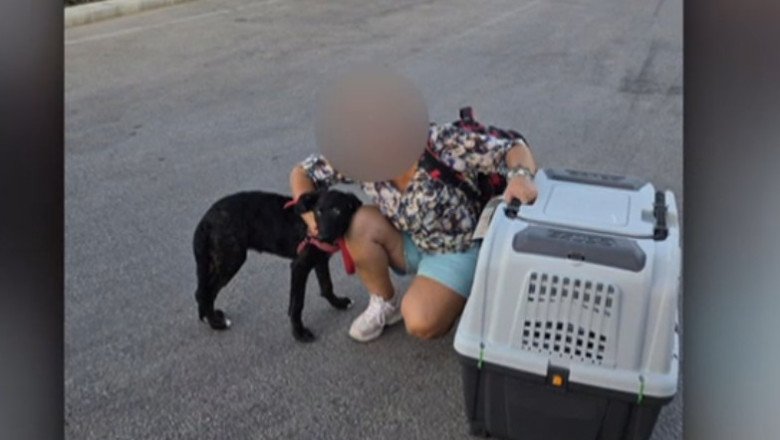 ce-s-a-intamplat-cu-caelya,-catelusa-batuta-cu-bestialitate-pe-o-strada-din-bucuresti.-agresorul-a-fost-condamnat-la-inchisoare ce-s-a-intamplat-cu-caelya,-catelusa-batuta-cu-bestialitate-pe-o-strada-din-bucuresti.-agresorul-a-fost-condamnat-la-inchisoare