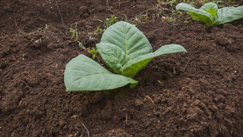 un-grup-de-cercetatori-a-creat-o-planta-de-tutun-cu-cinci-substante-psihedelice-care-se-gasesc-in-natura.-care-este-scopul-proiectului un-grup-de-cercetatori-a-creat-o-planta-de-tutun-cu-cinci-substante-psihedelice-care-se-gasesc-in-natura.-care-este-scopul-proiectului