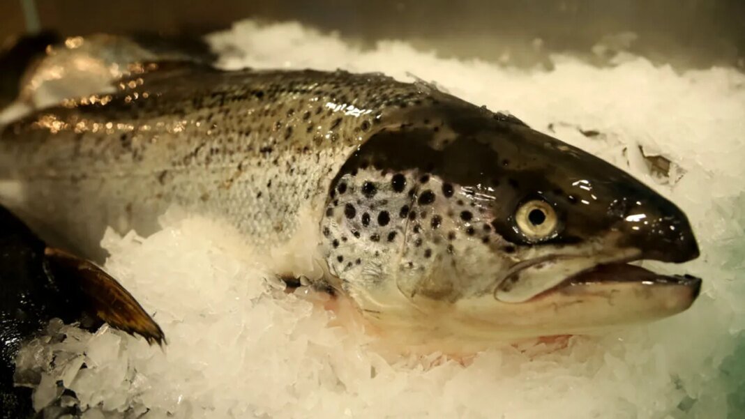 romania-produce-tot-mai-putin-peste.-importam-masiv