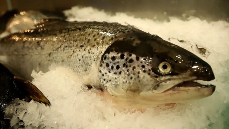 romania-produce-tot-mai-putin-peste.-importam-masiv