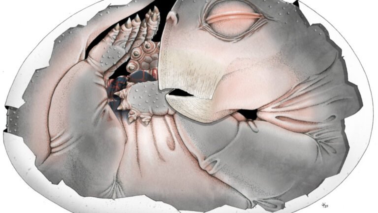 stramosii-mamiferelor-depuneau-intr-adevar-oua.-descoperirea-facuta-cu-ajutorul-unui-supermicroscop