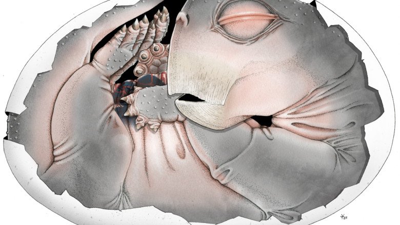 stramosii-mamiferelor-depuneau-intr-adevar-oua.-descoperirea-facuta-cu-ajutorul-unui-supermicroscop stramosii-mamiferelor-depuneau-intr-adevar-oua.-descoperirea-facuta-cu-ajutorul-unui-supermicroscop
