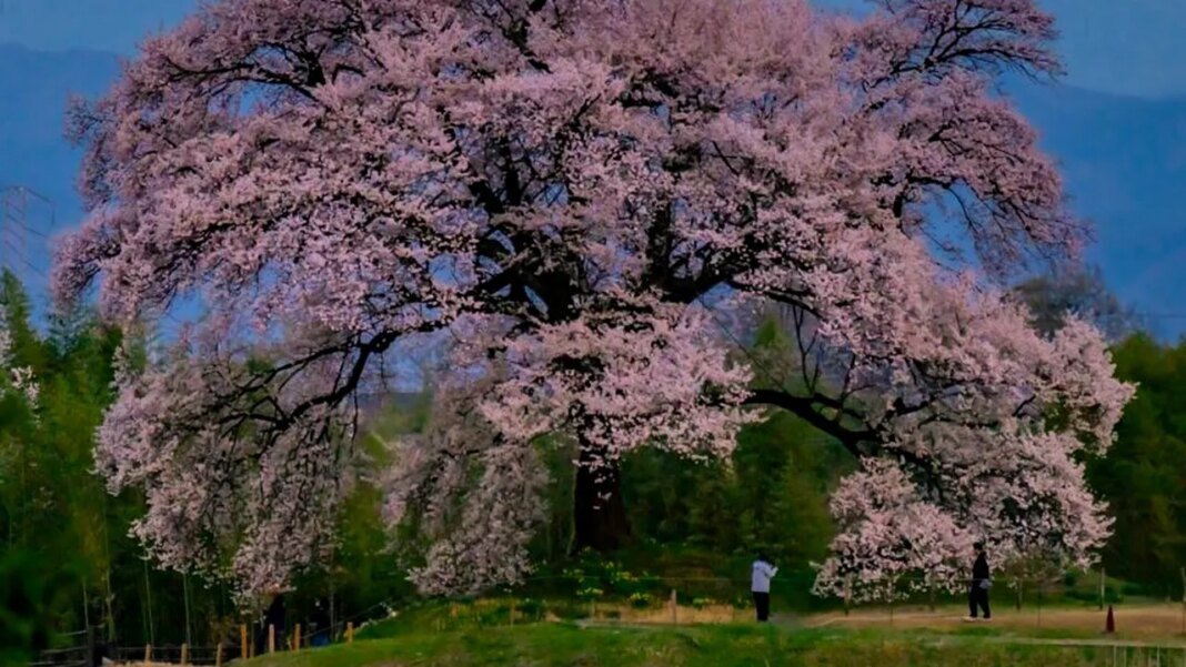 numar-record-de-vizitatori-in-japonia-in-martie,-in-ciuda-razboiului-din-orientul-mijlociu-si-a-tensiunilor-cu-china numar-record-de-vizitatori-in-japonia-in-martie,-in-ciuda-razboiului-din-orientul-mijlociu-si-a-tensiunilor-cu-china