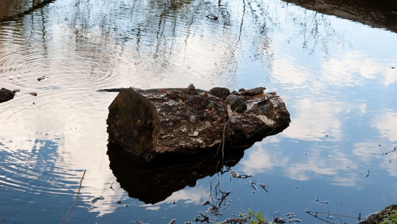 primii-oameni-foloseau-lemne-aduse-de-apa-pentru-a-aprinde-focuri,-in-urma-cu-780.000-de-ani