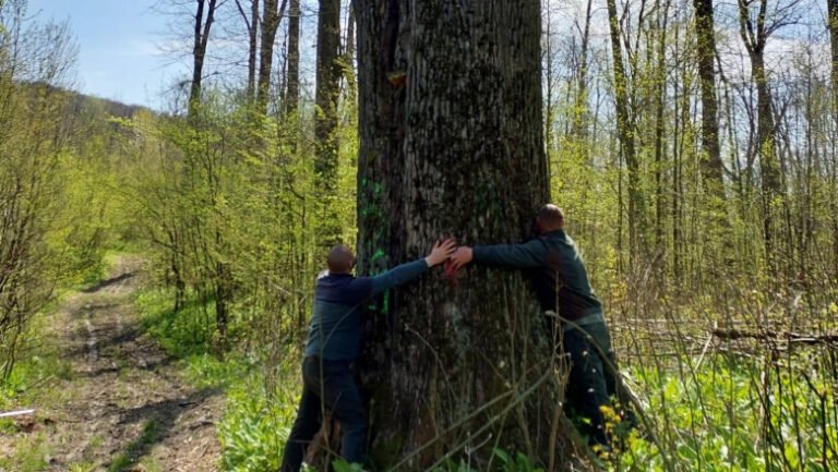 diana-buzoianu-anunta-salvarea-copacilor-seculari-din-padurile-din-jurul-iasiului:-„vor-fi-abori-lasati-pentru-biodiversitate!”