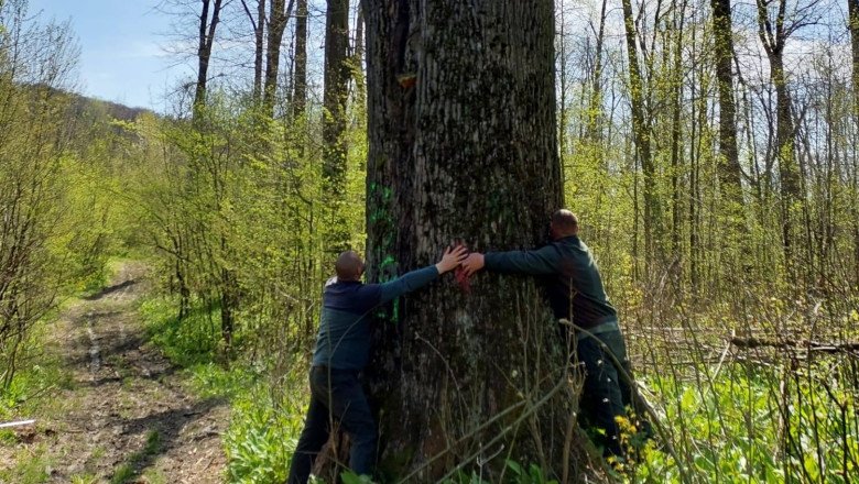 diana-buzoianu-anunta-salvarea-copacilor-seculari-din-padurile-din-jurul-iasiului:-„vor-fi-abori-lasati-pentru-biodiversitate!”