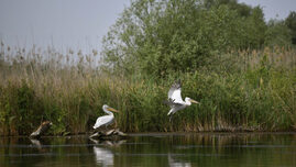 primarul-din-tulcea-spune-ca-alertele-de-drone-alunga-turistii-din-delta-dunarii.-„ne-a-afectat-cel-mai-mult”