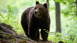 mesaj-ro-alert-dupa-ce-un-urs-a-fost-vazut-in-bistrita,-intr-o-zona-in-care-a-avut-loc-un-eveniment-pentru-familii