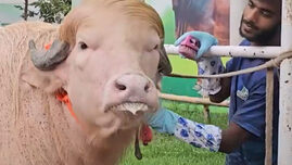 un-bivol-albinos-cu-coama-blonda,-considerat-„sosia”-lui-donald-trump,-vedeta-in-bangladesh:-animalul-va-fi-sacrificat