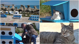 faleza-pisicilor,-noua-atractie-turistica-pe-litoral.-statiunea-de-la-malul-marii,-unde-felinele-abandonate-au-propria-lor-comunitate