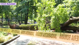 un-copac-urias-s-a-prabusit-intr-un-parc-din-centrul-bucurestiului,-peste-o-alee-tranzitata-zilnic-de-sute-de-oameni