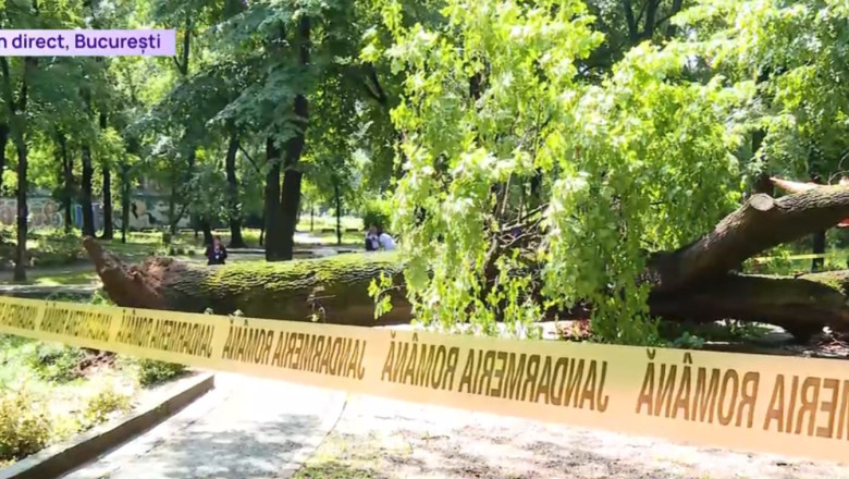 un-copac-urias-s-a-prabusit-intr-un-parc-din-centrul-bucurestiului,-peste-o-alee-tranzitata-zilnic-de-sute-de-oameni un-copac-urias-s-a-prabusit-intr-un-parc-din-centrul-bucurestiului,-peste-o-alee-tranzitata-zilnic-de-sute-de-oameni