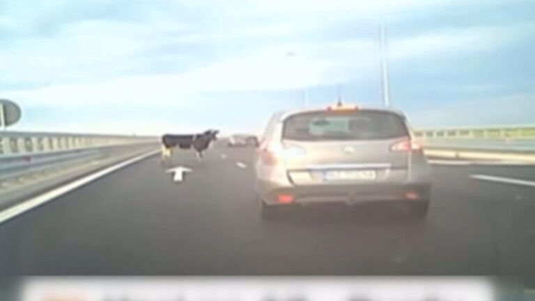 pericol-de-accident-pe-autostrada-a7,-dupa-ce-4-vaci-au-cazut-dintr-o-masina-aflata-in-mers