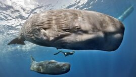 Descoperire uimitoare în adâncul oceanelor: Cașaloții comunică printr-un „alfabet” similar limbajului uman