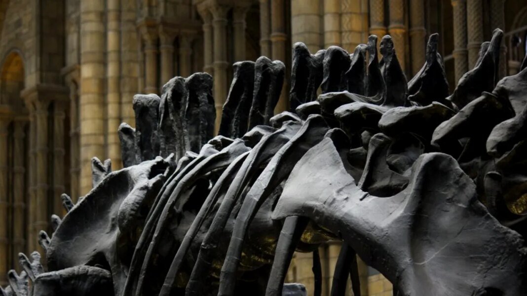 un-nou-dinozaur-gigant-a-fost-identificat-pe-baza-unor-fosile-descoperite-in-thailanda