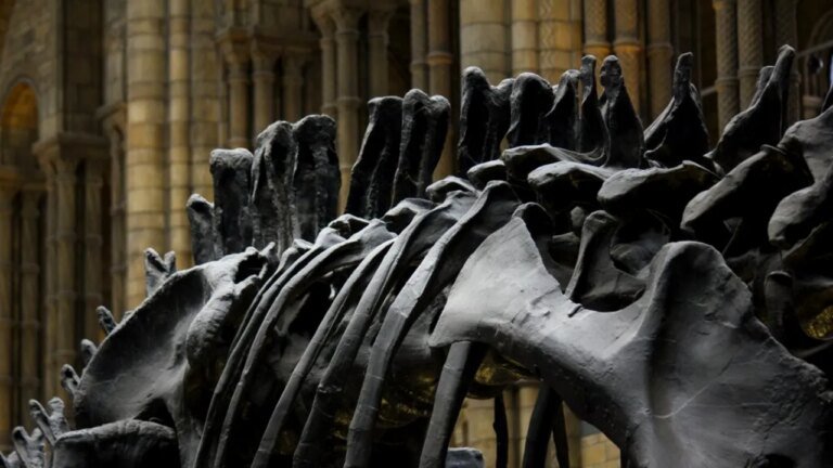 un-nou-dinozaur-gigant-a-fost-identificat-pe-baza-unor-fosile-descoperite-in-thailanda